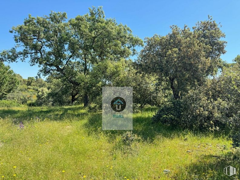 Land for sale at Calle Acacias, San Román de los Montes, Toledo, 45646 with plant, sky, tree, natural landscape, woody plant, plain, grass, landscape, shrub and grassland around