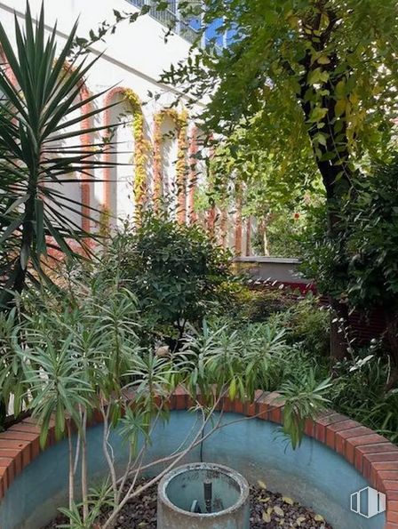 Office for rent at Calle Argumosa, Centro, Madrid, 28012 with flowerpot, garden, houseplant, palm trees, botanical garden, eco hotel and courtyard around