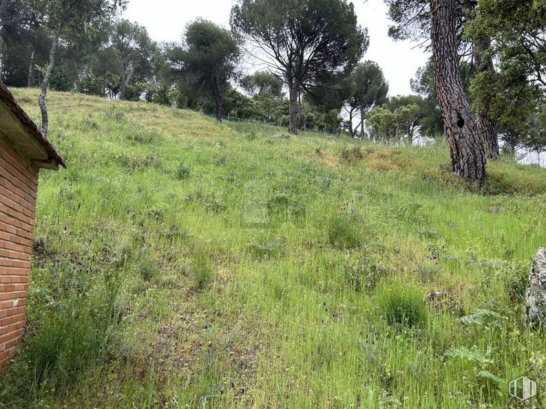 Suelo en venta en Calle Encina, Navas del Rey, Madrid, 28695 con planta, árbol, paisaje natural, lote de terreno, cielo, hierba, cubierta vegetal, planta terrestre, paisaje y pradera alrededor