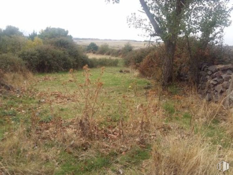 Land for sale at Camino Arroyo Cerezo - Sann Cristobal, San Cristóbal de Segovia, Segovia, 40197 with plant, sky, natural landscape, land lot, tree, grass, shrub, plain, grassland and landscape around