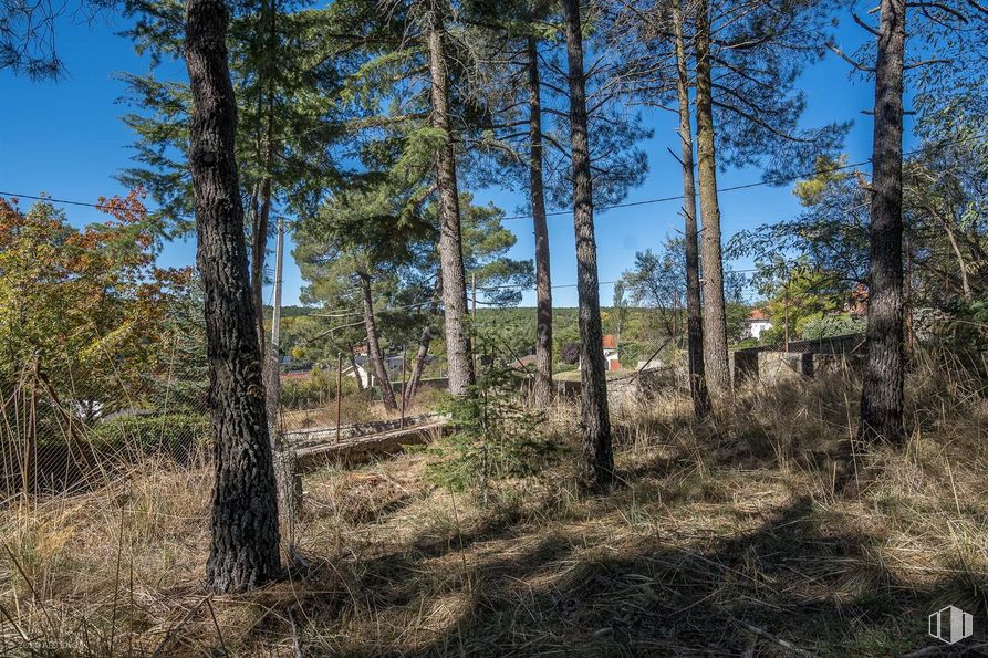 Land for sale at Calle Pino, Las Navas del Marqués, Ávila, 05239 with plant, sky, wood, larch, natural landscape, terrestrial plant, tree, trunk, landscape and forest around