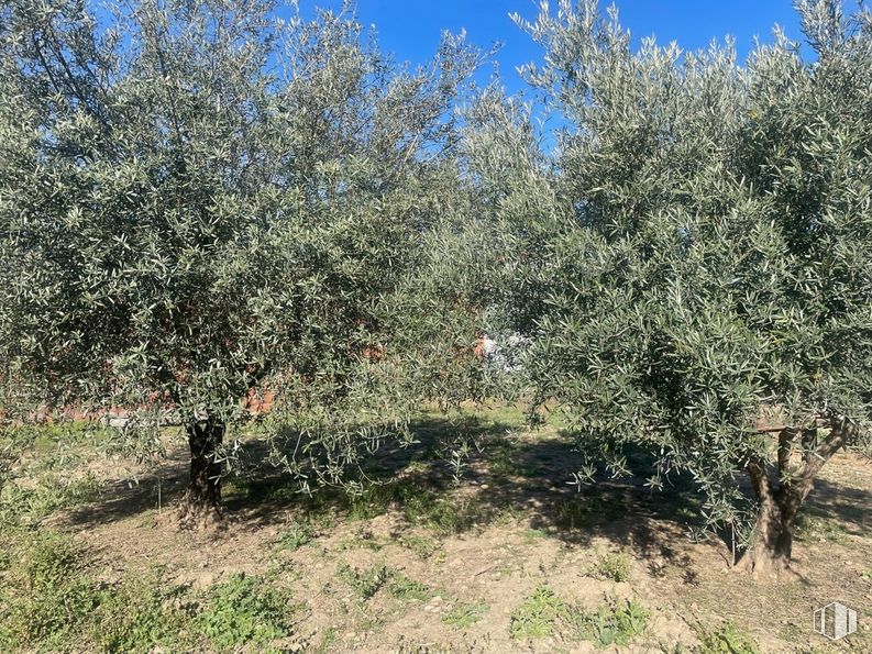 Land for sale at Camino de la Torre, Santa Cruz del Retamar, Toledo, 45513 with plant, shrub, tree, grass, groundcover, flowering plant, twig, evergreen, herbaceous plant and subshrub around