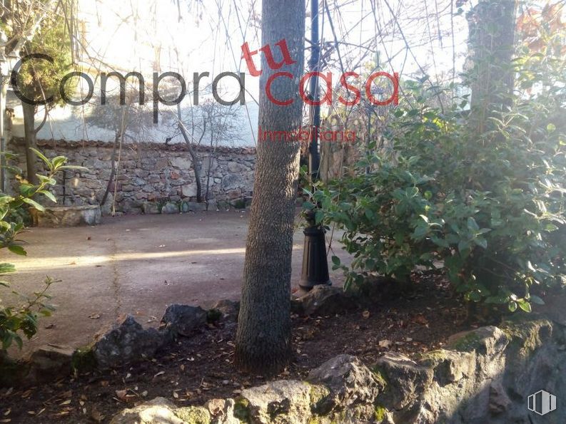 Retail for sale at Carretera Soria, Torrecaballeros, Segovia, 40160 with plant, property, plant community, natural environment, branch, wood, land lot, natural landscape, grass and trunk around