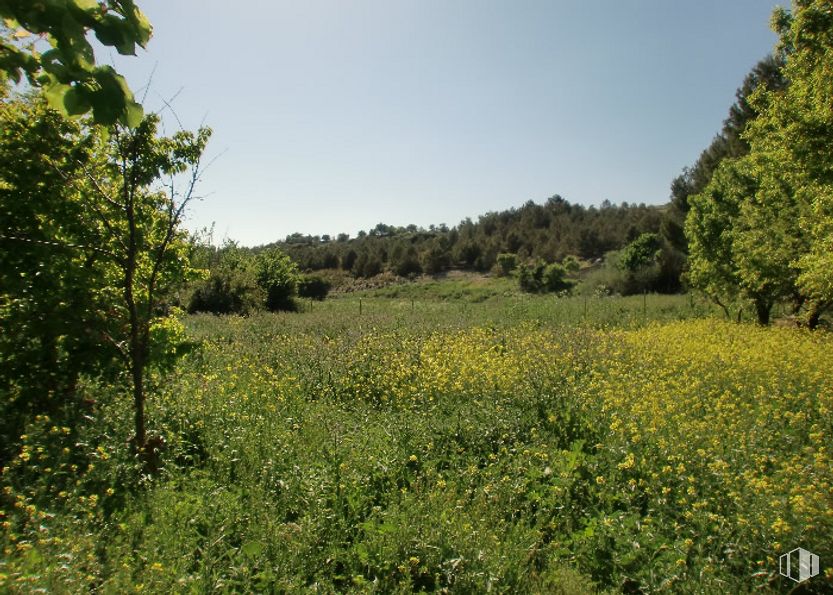 Suelo en venta en Zona Puerta de Murcia - Colegios, Ocaña, Toledo, 45300 con planta, flor, cielo, comunidad vegetal, paisaje natural, hierba, árbol, cubierta vegetal, pradera y paisaje alrededor