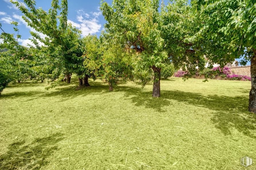 Suelo en venta en Calle Olivos, Candeleda, Ávila, 05480 con planta, comunidad vegetal, cielo, nube, paisaje natural, lote de terreno, vegetación, árbol, hierba y cubierta vegetal alrededor