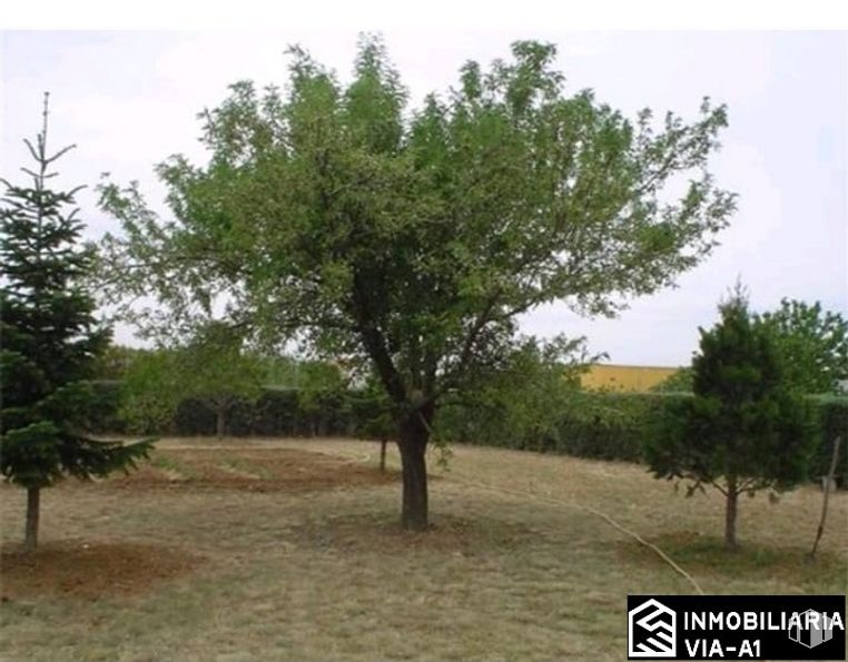 Suelo en venta en Camino Valdetorres, 24, Fuente el Saz de Jarama, Madrid, 28140 con planta, cielo, árbol, paisaje natural, llanura, pastizal, paisaje, hierba, planta terrestre y pasto alrededor