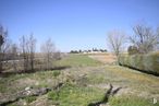 Land for sale at Calle Trasera Ermita, 1, Pozuelo del Rey, Madrid, 28813 with animal, sky, plant, plant community, tree, natural landscape, land lot, grass, wood and slope around