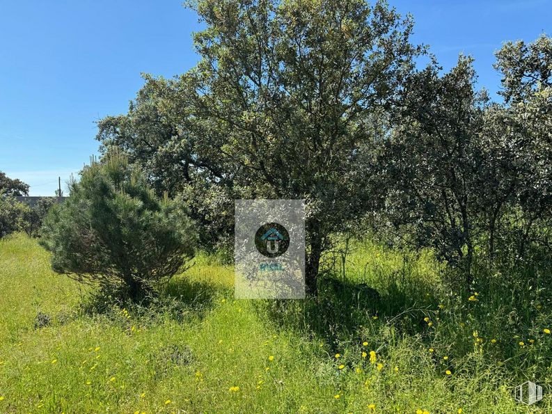 Land for sale at Calle Acacias, San Román de los Montes, Toledo, 45646 with plant, sky, flower, tree, natural landscape, grass, grassland, shrub, meadow and prairie around