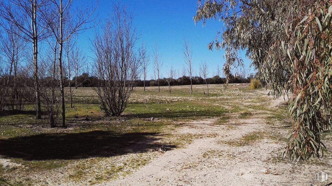 Suelo en venta en Camino de la Zarzuela, 65, Villaviciosa de Odón, Madrid, 28670 con planta, cielo, paisaje natural, madera, lote de tierra, maletero, árbol, llanura, ramita y pastizal alrededor