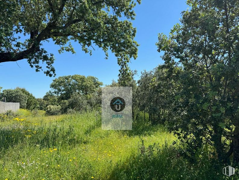 Land for sale at Calle Acacias, San Román de los Montes, Toledo, 45646 with plant, sky, natural landscape, tree, land lot, shrub, landscape, grass, grassland and grass family around