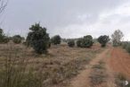 Land for sale at Zona El Provencio, El Provencio, Cuenca, 16670 with plant, sky, cloud, natural landscape, tree, plain, grassland, landscape, grass and hill around