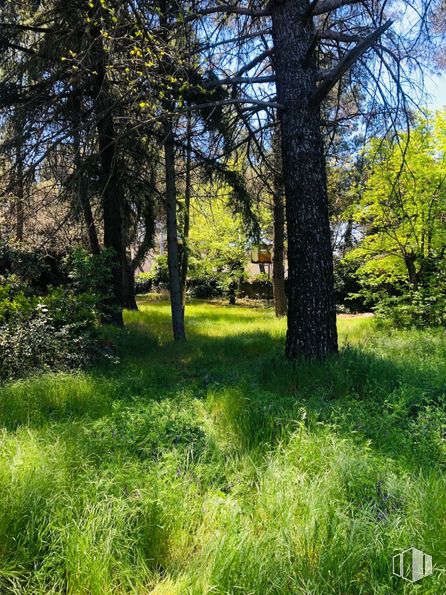 Land for sale at Zona urbana, Alpedrete, Madrid, 28430 with grass, green, leaf, natural environment, branch, vegetation, shrub, grassland, plant community and groundcover around