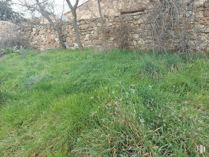 Suelo en venta en Calle Castillo, Sotosalbos, Segovia, 40170 con planta, comunidad vegetal, lote de terreno, paisaje natural, hierba, pradera, cubierta vegetal, prado, paisaje y lecho de roca alrededor