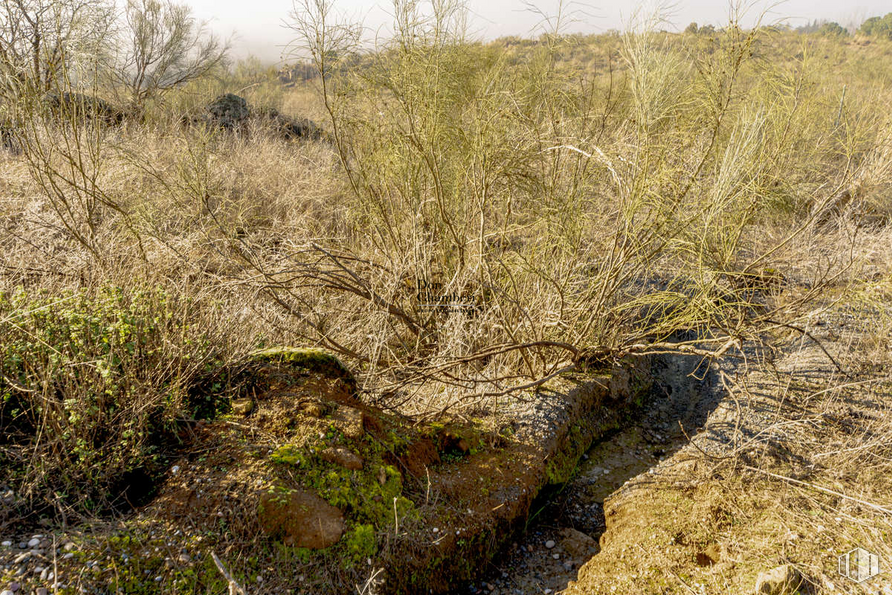 Land for sale at Urbanización La Pozuela, Toledo, 45004 with plant, natural landscape, twig, bedrock, grass, groundcover, shrub, landscape, grassland and wildlife around