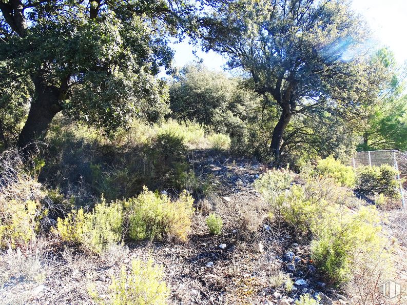 Land for sale at Urbanización Las Fuentes, Fuentenovilla, Guadalajara, 19113 with plant, natural landscape, tree, sky, groundcover, grass, grassland, tints and shades, landscape and shrub around