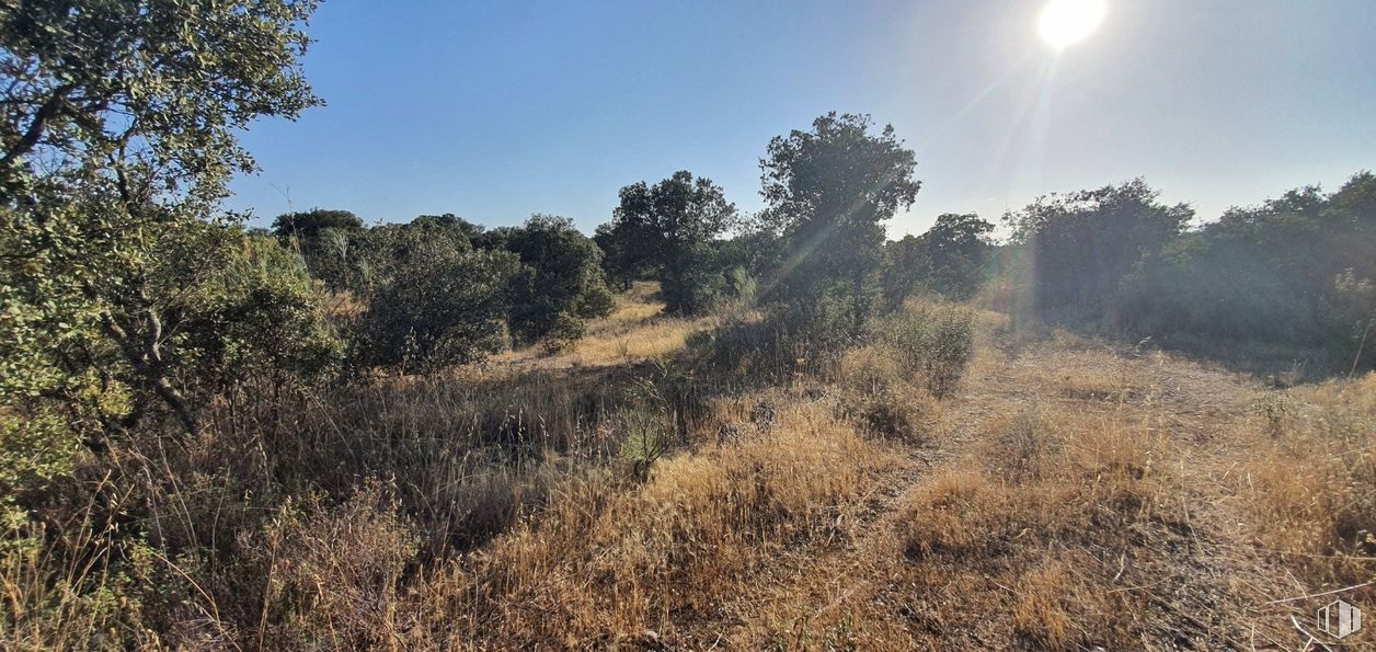 Land for sale at Urbanización Sector 1, Hormigos, Toledo, 45919 with sky, plant, light, leaf, natural landscape, branch, tree, sunlight, land lot and cloud around