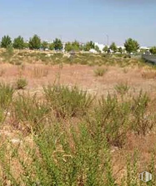 Land for sale at Avenida Progreso, 6, Arroyomolinos, Madrid, 28939 with sky, plant, tree, natural landscape, land lot, landscape, grassland, grass, plain and shrub around