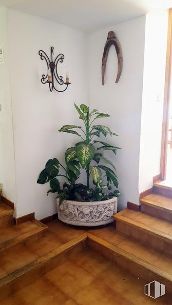 Retail for sale at Zona La Pedriza, Manzanares el Real, Madrid, 28410 with houseplant, flowerpot, plant, wood, flower, interior design, flooring, floor, terrestrial plant and line around