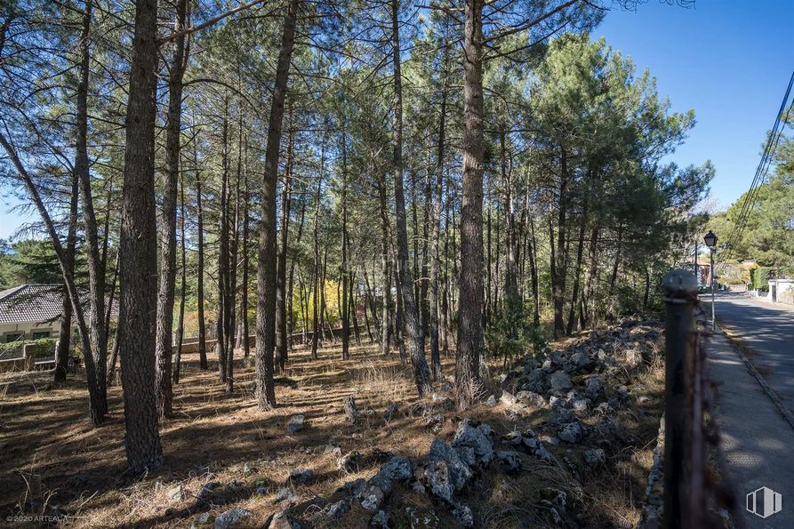 Land for sale at Calle Pino, Las Navas del Marqués, Ávila, 05239 with sky, plant, natural landscape, wood, tree, trunk, grass, landscape, twig and forest around