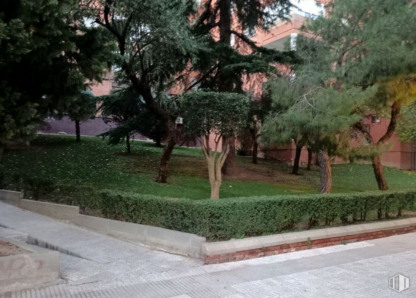 Local en alquiler en Calle Utrillas, Hortaleza, Madrid, 28043 con planta, árbol, rama, superficie de la carretera, maletero, hierba, sombra, cubierta vegetal, asfalto y arbusto alrededor