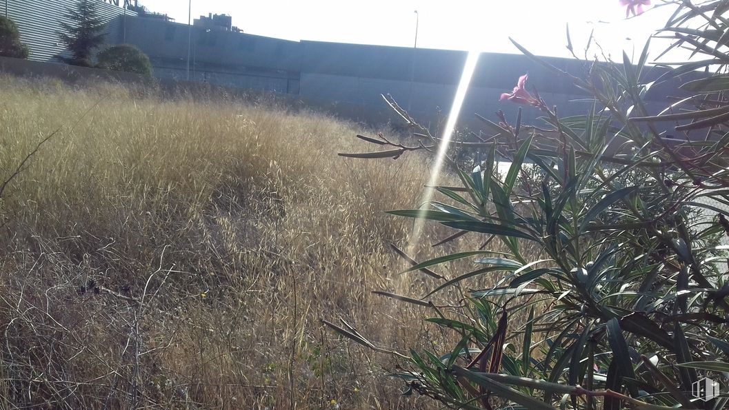 Suelo en alquiler en Camino de Hormigueras, Villa de Vallecas, Madrid, 28031 con planta, comunidad de plantas, cielo, luz, naturaleza, entorno natural, ramita, vegetación, paisaje natural y hierba alrededor