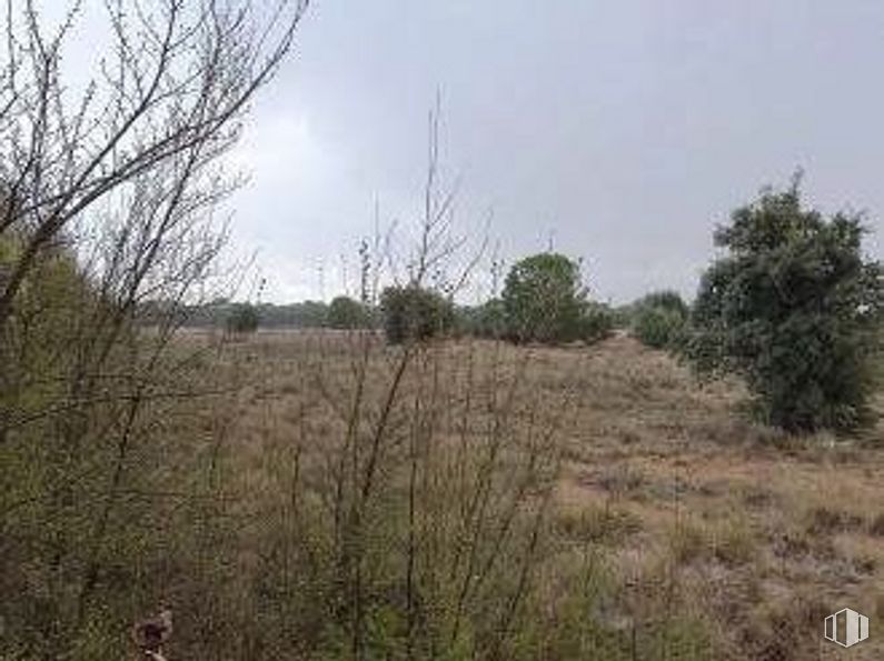 Land for sale at Zona El Provencio, El Provencio, Cuenca, 16670 with animal, sky, plant, natural landscape, cloud, tree, twig, grass, plain and landscape around