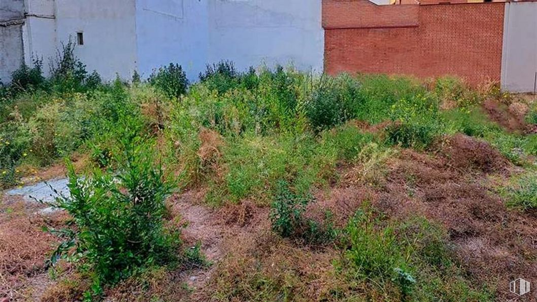 Suelo en venta en Calle Martínez de la Riva, 8, Puente de Vallecas, Madrid, 28053 con planta, comunidad vegetal, lote de terreno, hierba, arbusto, cubierta vegetal, paisaje, familia de las gramíneas, Siempre verde y césped alrededor