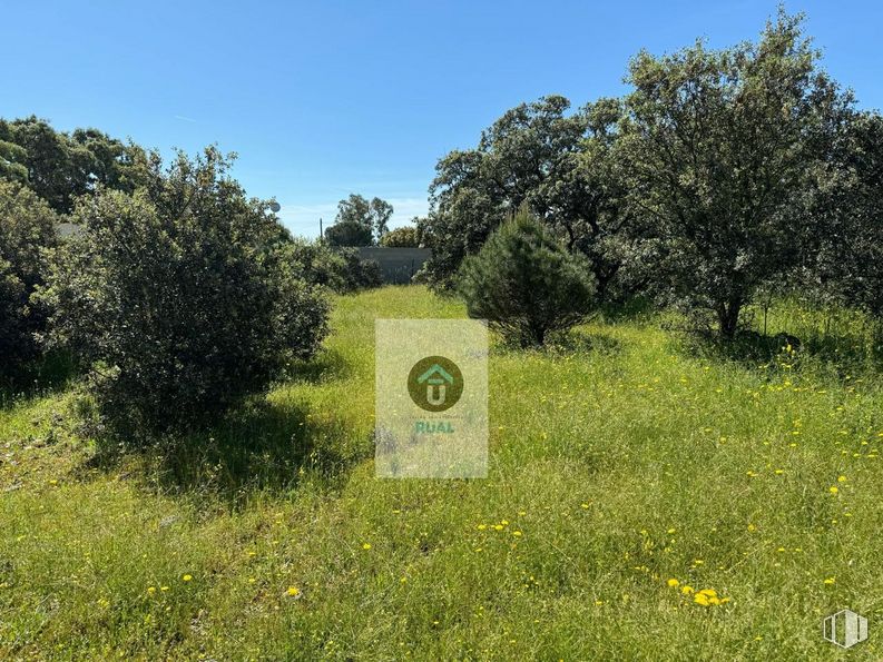 Land for sale at Calle Acacias, San Román de los Montes, Toledo, 45646 with plant, sky, natural landscape, land lot, plain, flower, grass, grassland, tree and shrub around