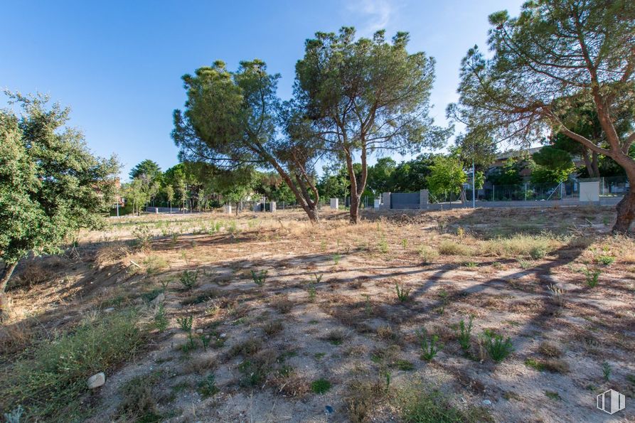 Suelo en venta en Calle Cortes, Las Rozas de Madrid, Madrid, 28015 con planta, cielo, comunidad vegetal, árbol, paisaje natural, lote de terreno, paisaje, llano, hierba y pradera alrededor