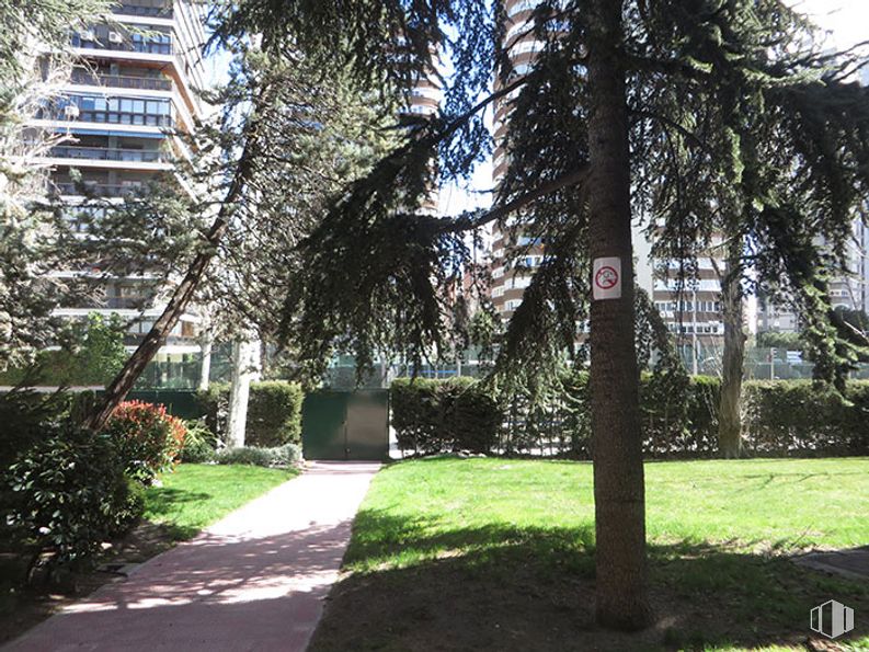 Oficina en alquiler en Calle Condado de Treviño, 9, Ciudad Lineal, Madrid, 28033 con edificio, planta, propiedad, sombra, rama, árbol, ventana, maletero, paisaje y césped alrededor