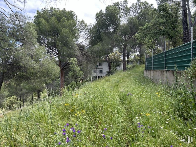 Suelo en venta en Calle Encina, Navas del Rey, Madrid, 28695 con planta, paisaje natural, flor, árbol, lote de terreno, cielo, nube, hierba, pradera y cubierta vegetal alrededor