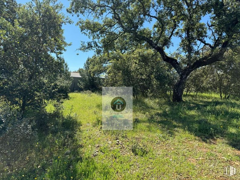 Land for sale at Calle Acacias, San Román de los Montes, Toledo, 45646 with plant, tree, natural landscape, sky, land lot, shrub, grass, landscape, grassland and forest around