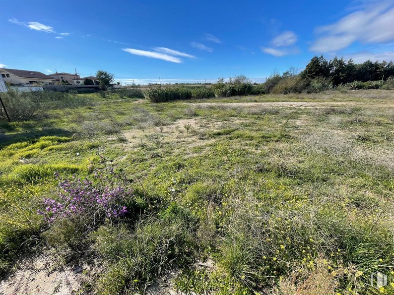 Land for sale at Calle Mártires, El Álamo, Madrid, 28607 with sky, cloud, plant, natural environment, natural landscape, tree, grass, grassland, groundcover and flower around