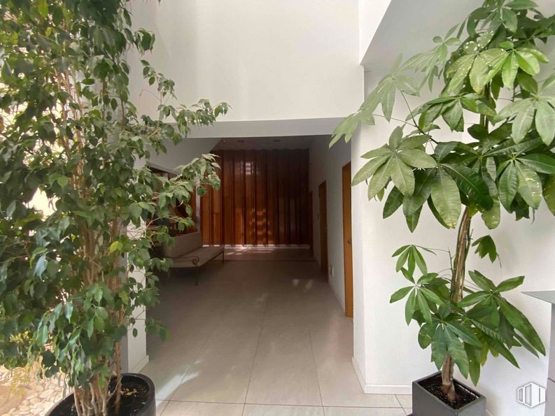 Industrial for sale & for rent at Zona Colmenar Viejo, Colmenar Viejo, Madrid, 28770 with houseplant, flowerpot, plant, building, fixture, wood, architecture, interior design, shade and terrestrial plant around