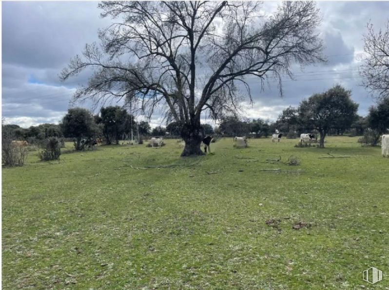 Suelo en venta en Polígono 2 Parcela 4 - Agua de San Martín, Galapagar, Madrid, 28280 con nube, cielo, planta, árbol, entorno natural, paisaje natural, vegetación, lote de terreno, pradera y hierba alrededor