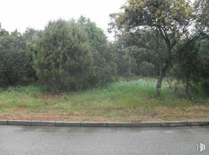 Land for sale at Calle Mar Alborán, 100, San Román de los Montes, Toledo, 45646 with plant, natural landscape, sky, tree, asphalt, road surface, grass, landscape, road and forest around