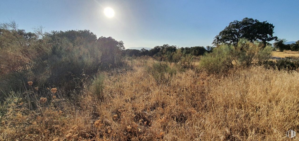 Land for sale at Urbanización Sector 1, Hormigos, Toledo, 45919 with animal, hat, sky, plant, natural landscape, cloud, tree, branch, sunlight and grass around