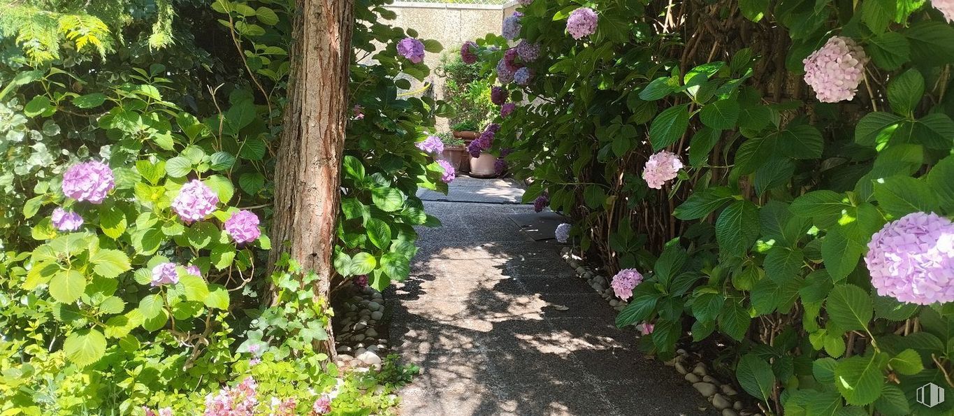 Office for rent at El Viso, Chamartín, Madrid, 28002 with flower, shrub, petal, garden, pink, flowering plant, groundcover, spring, purple and plant stem around