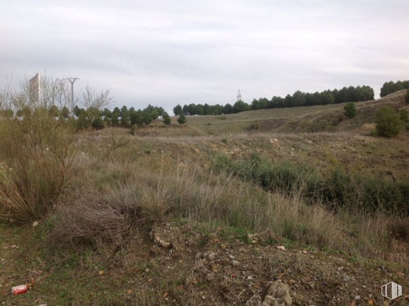 Suelo en alquiler y venta en Carretera M-206, Loeches, Madrid, 28850 con animal, cielo, nube, planta, paisaje natural, árbol, llanura, paisaje, pastizal y prado alrededor