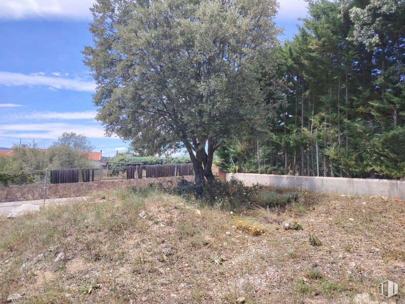 Suelo en venta en Calle Rocas, El Boalo, Madrid, 28413 con planta, cielo, nube, comunidad vegetal, rama, árbol, paisaje natural, lote de terreno, hierba y planta leñosa alrededor