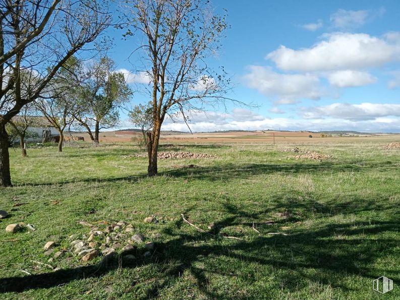 Land for sale at Calle Valdenuño, Galápagos, Guadalajara, 19174 with cloud, sky, plant, natural landscape, wood, tree, grass, twig, plain and trunk around