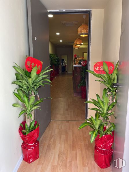 Retail for sale at Calle Pilarica, Usera, Madrid, 28026 with houseplant, plant, flower, flowerpot, building, green, vase, interior design, floor and red around