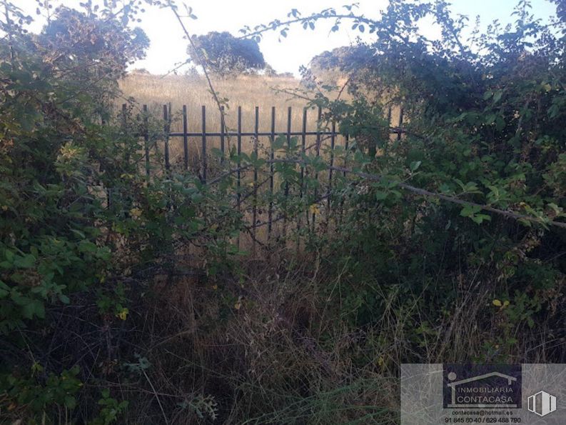 Land for sale at Zona Recuenco, Colmenar Viejo, Madrid, 28770 with property, plant, plant community, natural environment, sky, land lot, vegetation, grass, tree and fence around