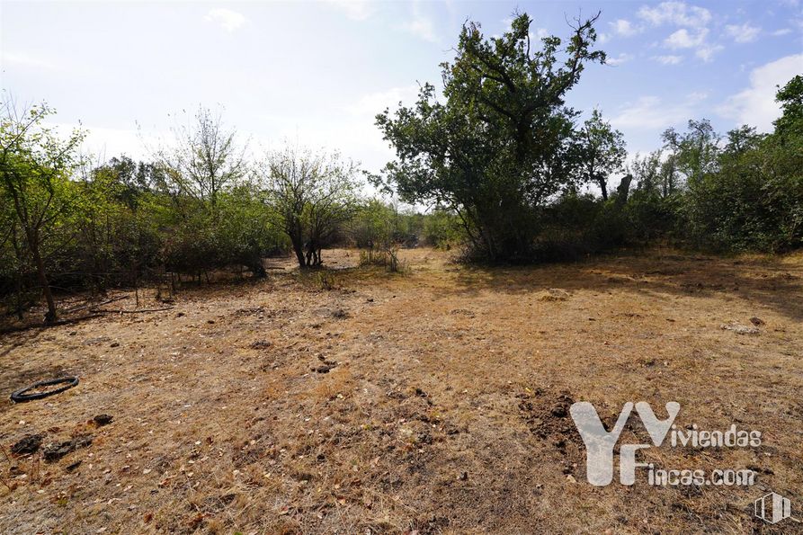 Land for sale at Polígono 9, Parcela 19, Campillo de Ranas, Guadalajara, 19223 with sky, plant, cloud, plant community, natural landscape, land lot, tree, grass, landscape and road around