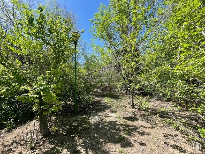 Suelo en venta en Polígono Industrial El Guijar, Arganda del Rey, Madrid, 28500 con planta, cielo, paisaje natural, arbusto, hierba, árbol, planta terrestre, bosque, sombra y subarbusto alrededor