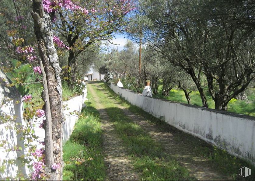 Suelo en venta en Callejón de Bastida, Toledo, 45004 con planta, flor, hoja, árbol, rama, pétalo, superficie de carretera, hierba, luz de la calle y planta leñosa alrededor