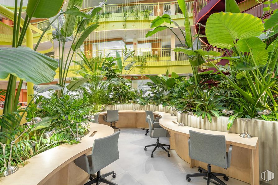 Oficina en alquiler en Paseo Habana, 9-11, Chamartín, Madrid, 28036 con silla, mesa, planta, propiedad, mueble, botánica, verde, interiorismo, vegetación y planta terrestre alrededor