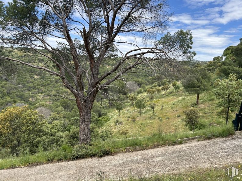 Suelo en venta en Calle Encina, Navas del Rey, Madrid, 28695 con planta, nube, cielo, comunidad vegetal, paisaje natural, árbol, lote de terreno, pradera, hierba y paisaje alrededor