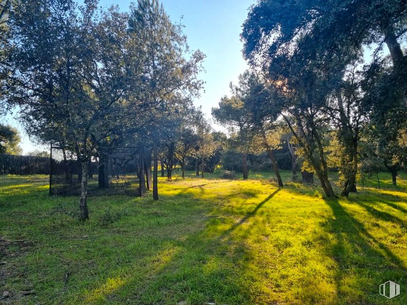 Suelo en venta en Zona Valdepastores - Las Encinas, Boadilla del Monte, Madrid, 28660 con planta, cielo, árbol, paisaje natural, rama, lote de terreno, sombra, pradera, hierba y llano alrededor