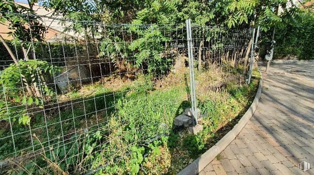 Suelo en venta en Calle San Blas, 6, Collado Villalba, Madrid, 28400 con animal, edificio, planta, comunidad de plantas, vegetación, árbol, valla, hierba, arbusto y cubierta vegetal alrededor